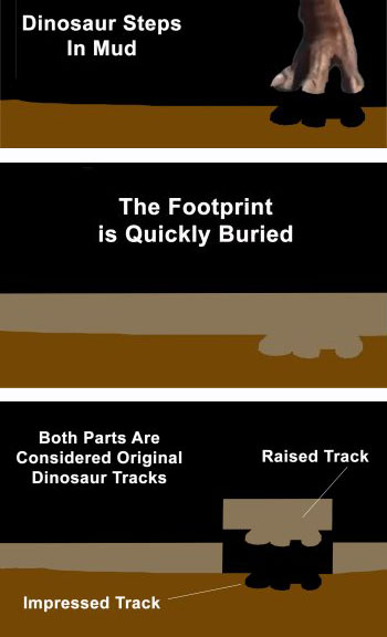 Dinosaur Footprint Preservation